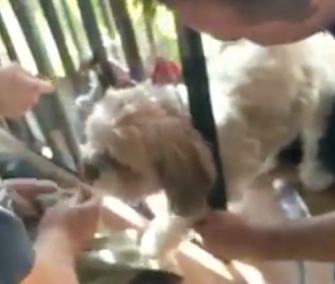 Phoenix firefighters freed a mischievous puppy from a tight spot on Tuesday.