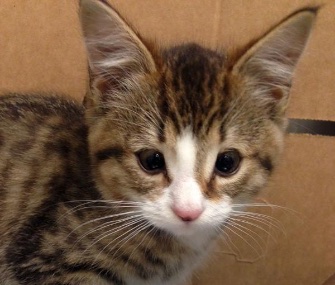 Phil, a 3-month-old homeless kitten, was born without eyelids.