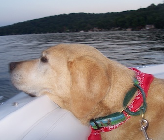 Colby, who retired at age 10, goes for a boat ride in New Jersey.