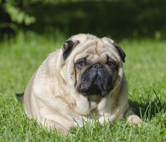 Obese cats and dogs run a high risk of developing illnesses
