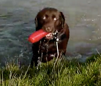Jack the blind Labrador was honored by judges in a water sports competition.