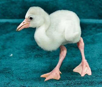 This flamingo chick hatched at the National Zoo on July 29.
