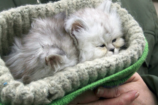 Kitten in a basket