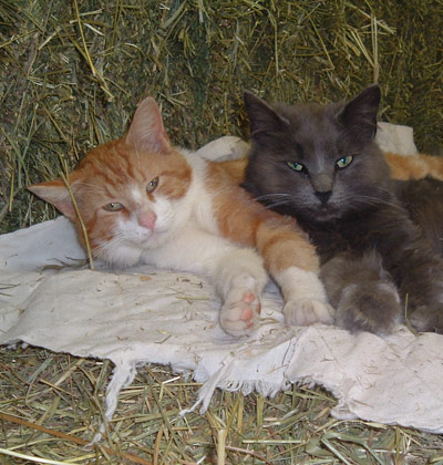 Cats on hay.