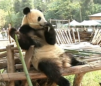 Keepers at a zoo in China built an amusement park within a panda's enclosure to cheer her up after her companion left the zoo.