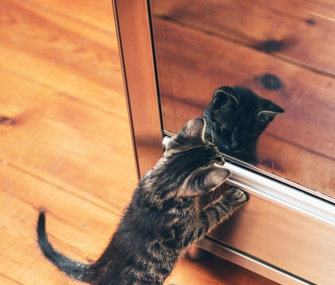 Kitten Looking in Mirror