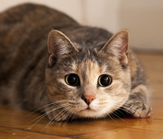 cat-getting-ready-to-pounce-thinkstock-161844817.jpg