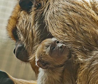 Black howler monkey