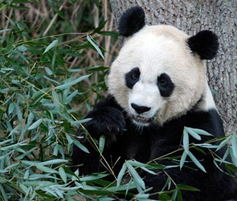 Mei Xiang