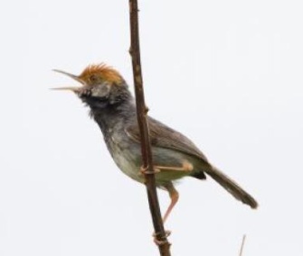 The Cambodian tailorbird was recently discovered in Phnom Penh.