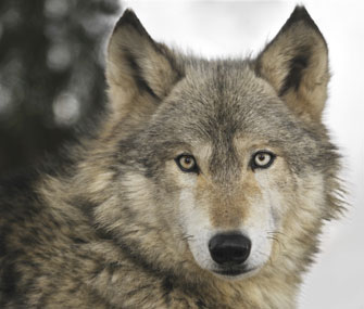 wolf