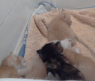 Kitten cam