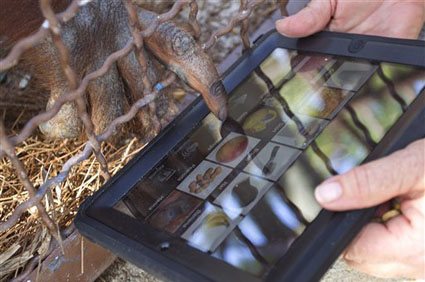 Orangutan With iPad