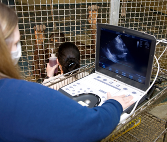 Orangutan heart ultrasound