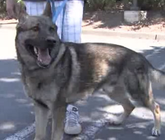 Ivo, a police dog, was safely returned to his handler after being spooked by July 4th fireworks.