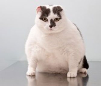 Fifi the overweight cat