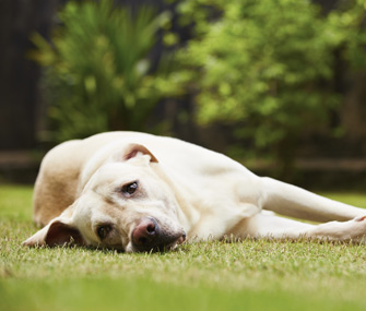 Sad dog lying in yard