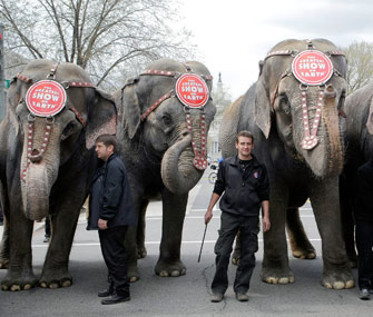 Ringling Bros. elephants on parade