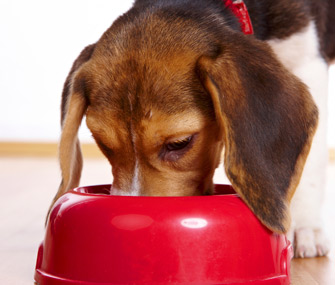 Dog eating
