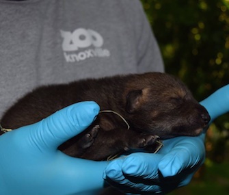 A critically endangered red wolf pup was born at Zoo Knoxville.