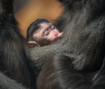 A rare macaque cuddles with its mom at the Chester Zoo in England.