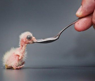 A newly hatched parrot chick gets spoon fed at Zoo Praha.