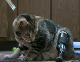 Cat with a prosthetic leg