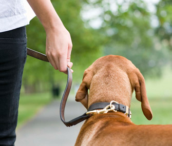 Hand holding dog leash