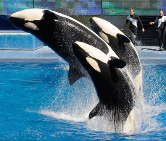 SeaWorld dropped its appeal of a ruling that keeps its trainers from swimming with killer whales during its shows.