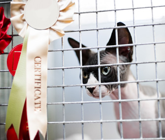 Show Cat