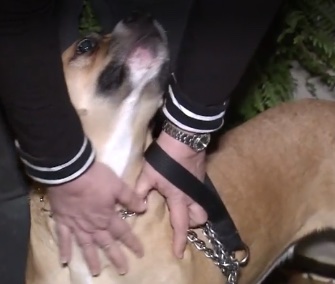 A month after she was adopted, Kailey alerted her family to a dangerous gas leak.