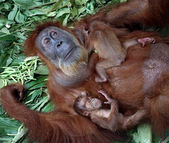 A file photo shows Gober the orangutan with her babies.