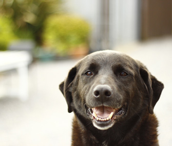 Happy dog smiling