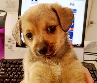 A tiny puppy was found wandering around on the 10th floor of the Grand Hyatt San Diego.