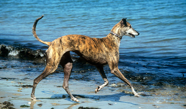 Greyhound Breed Information