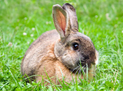 Rabbit sitting in grass