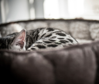 Cat in Bed