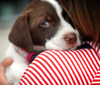 Puppy being held