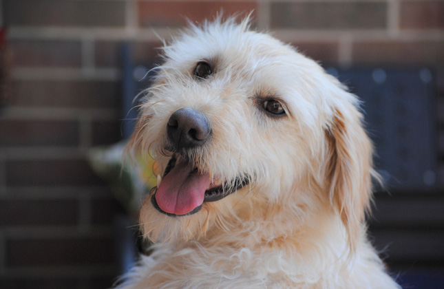 Snickers Rescue Dog