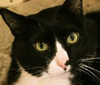 Pierre the cat's profile was posted on LinkedIn.