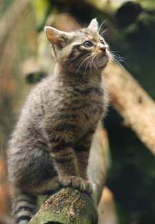 Scottish Wildcat
