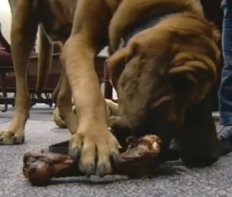 Copper, a police Bloodhound, enjoys a bone from Kollin Bailey, the boy he found stuck in a manhole.