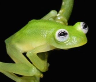 A new glass frog species found in Costa Rica is drawing comparisons to Kermit.