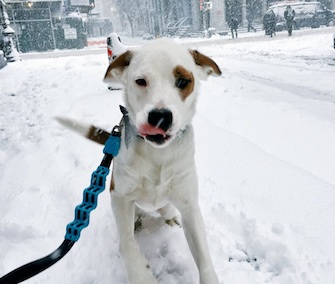 Ollie had the streets of Manhattan to himself during the storm on Thursday.