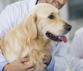 Vet examining Golden Retriever