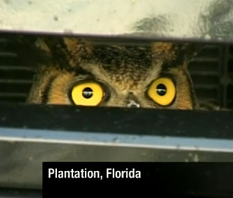 Authorities in Florida freed this Great Horned Owl from the grille of an SUV on Friday.