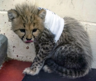One of the cheetah cubs wears a T-shirt to protect its wounds after surgery.