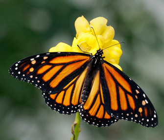 Monarch Butterfly