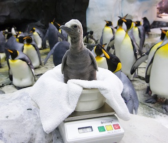 This king penguin chick hatched at SeaWorld Orlando on Nov. 30.