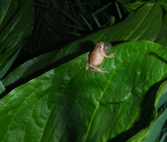 small frog on leaf